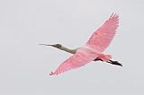 Roseate Spoonbill In Flight_32783